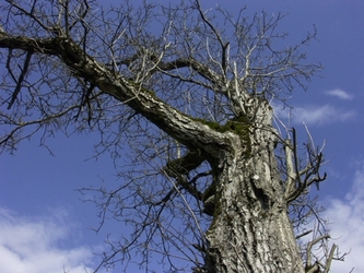 L`arbre mort