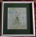 Fleur de fenouil