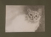 Chat inquiet