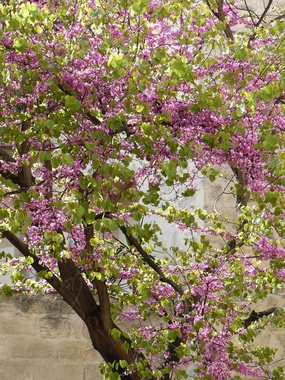 Uz&egrave;s 04