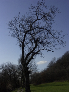 Paysage