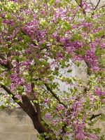 Uz&egrave;s 04
