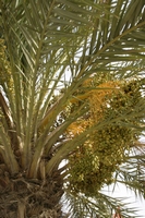 Tunisie 2005