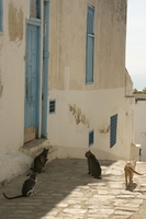 Tunisie 2005