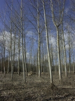 Paysage