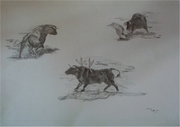Taureaux