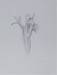 Fleur en noir et blanc
